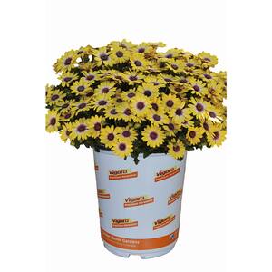 1 Qt. Yellow Osteospermum African Daisy Annual Plant (1-Pack)