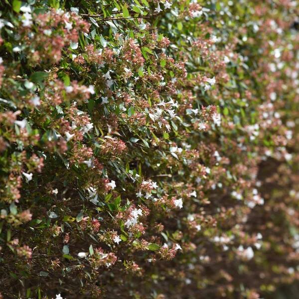 Alder & Oak #5 Container Edward Goucher Abelia Shrub (2-Pack