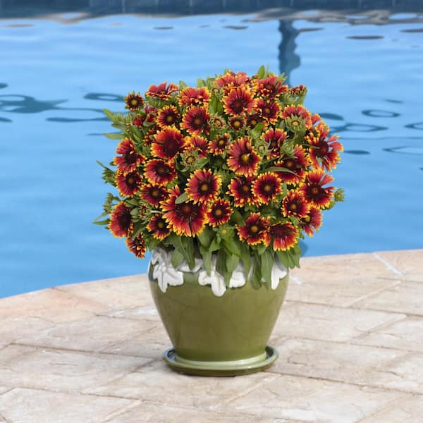 national PLANT NETWORK 3.25 in. Gaillardia SpinTop Orange Halo