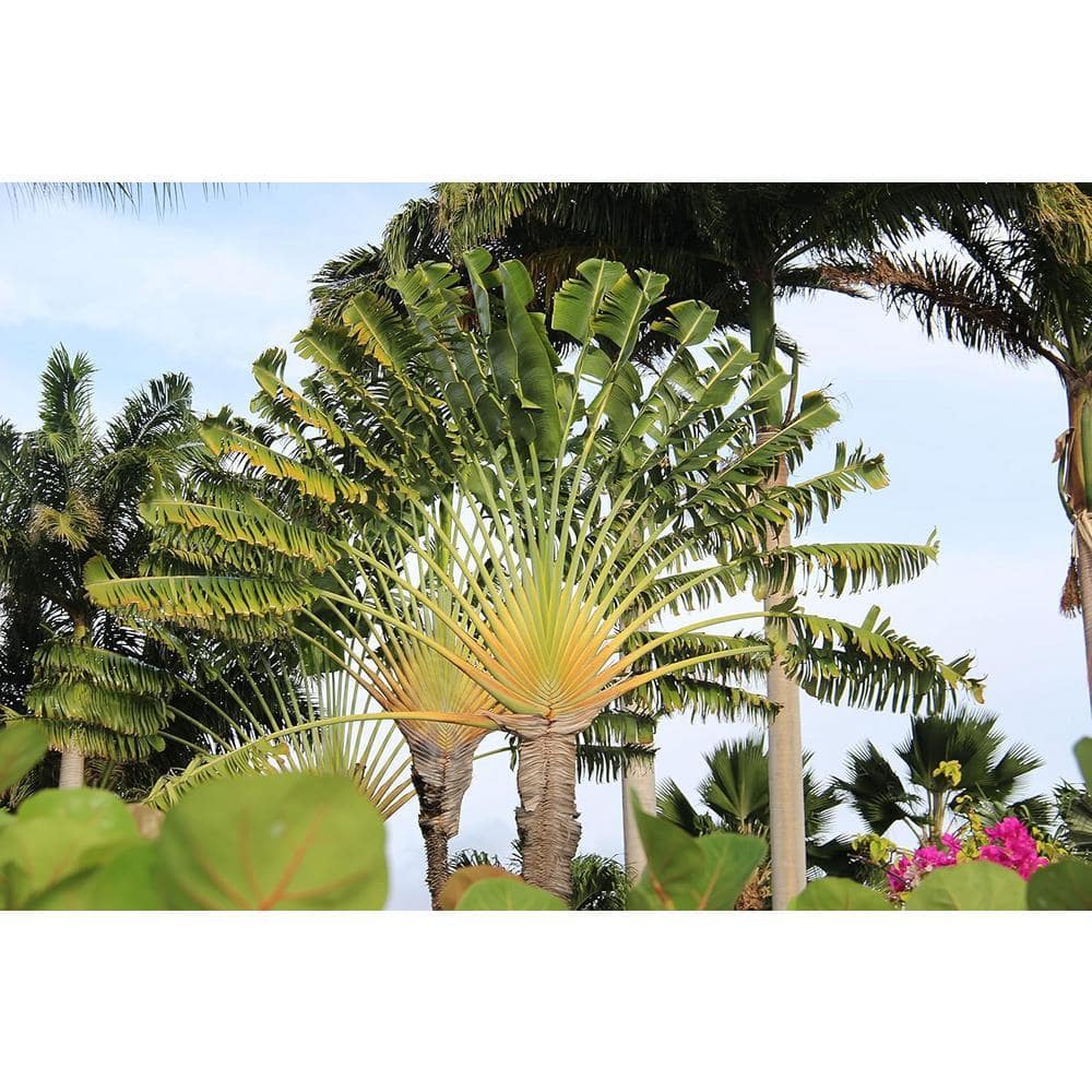 Wekiva Foliage Traveler's Palm-Live Plant in a 3 gal. Growers Pot