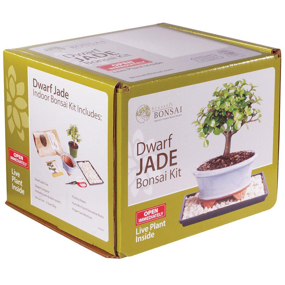 brussel's BONSAI Dwarf Jade Bonsai Kit DTDJKIT - The Home Depot