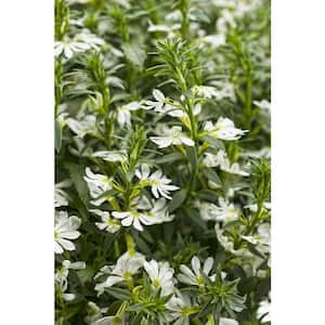 4.25 in. Eco+Grande Whirlwind White Fan Flower (Scaevola) Live Plant, White Flowers (4-Pack)