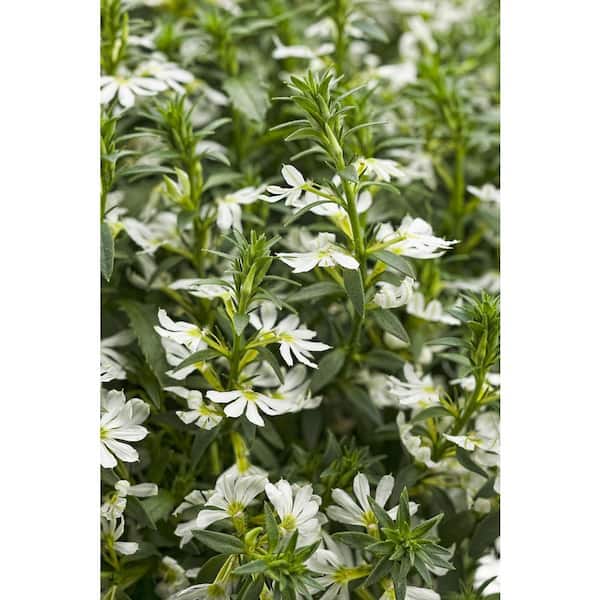 PROVEN WINNERS 4.25 in. Eco+Grande Whirlwind White Fan Flower (Scaevola) Live Plant, White Flowers (4-Pack)
