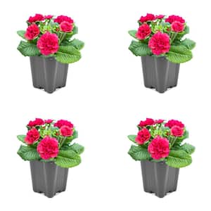 1.0 qt. Primrose Belarina Perennial Plant with Pink Flowers – (4 Pack)