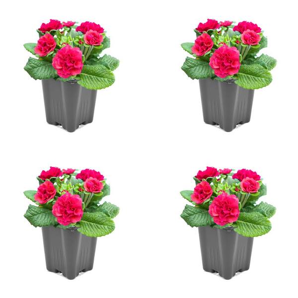 Unbranded 1.0 qt. Primrose Belarina Perennial Plant with Pink Flowers – (4 Pack)