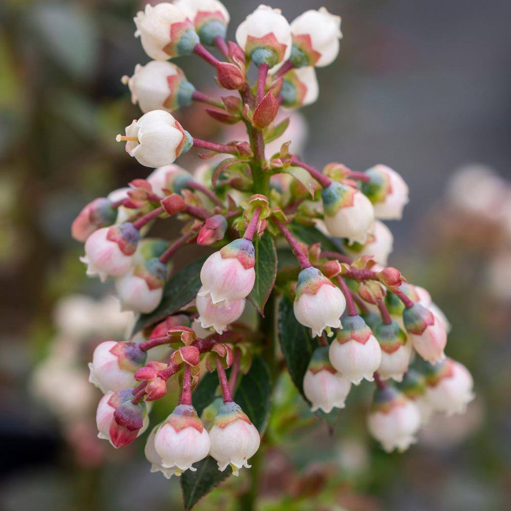 Peach Sorbet Blueberry Plant in 2-Gallon Container