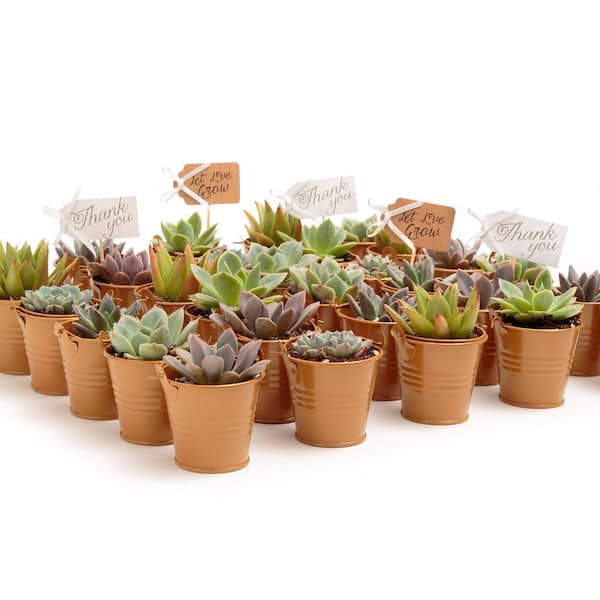 The Succulent Source 2 in. Wedding Event Rosette Succulents Plant with Caramel Metal Pails and Let Love Grow Tags (30-Pack)