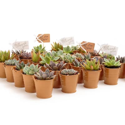 2 in. Wedding Event Rosette Succulents Plant with Caramel Metal Pails and Let Love Grow Tags (30-Pack)