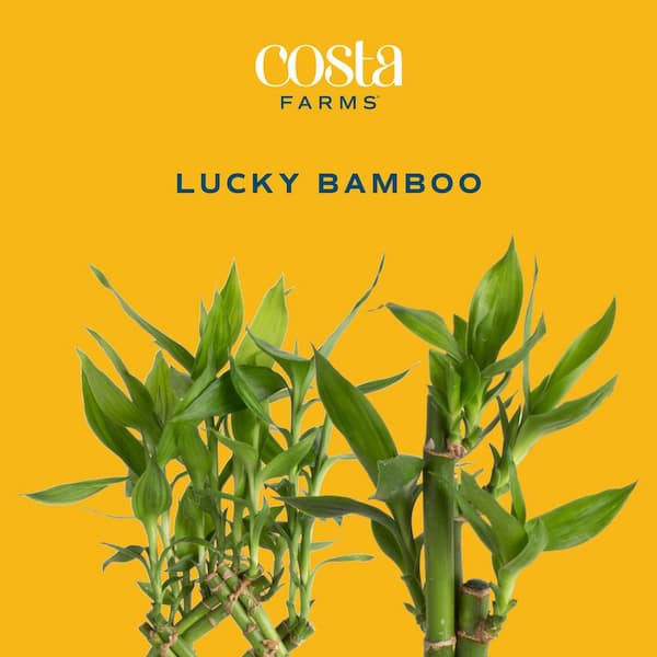 Costa Farms Grower's Choice Small Lucky Bamboo Indoor Plant in 3.5 in.  Beige Decor Planter, Avg. Shipping Height 1-2 ft. Tall BAMFLOBRSAMBTRQ -  The Home Depot