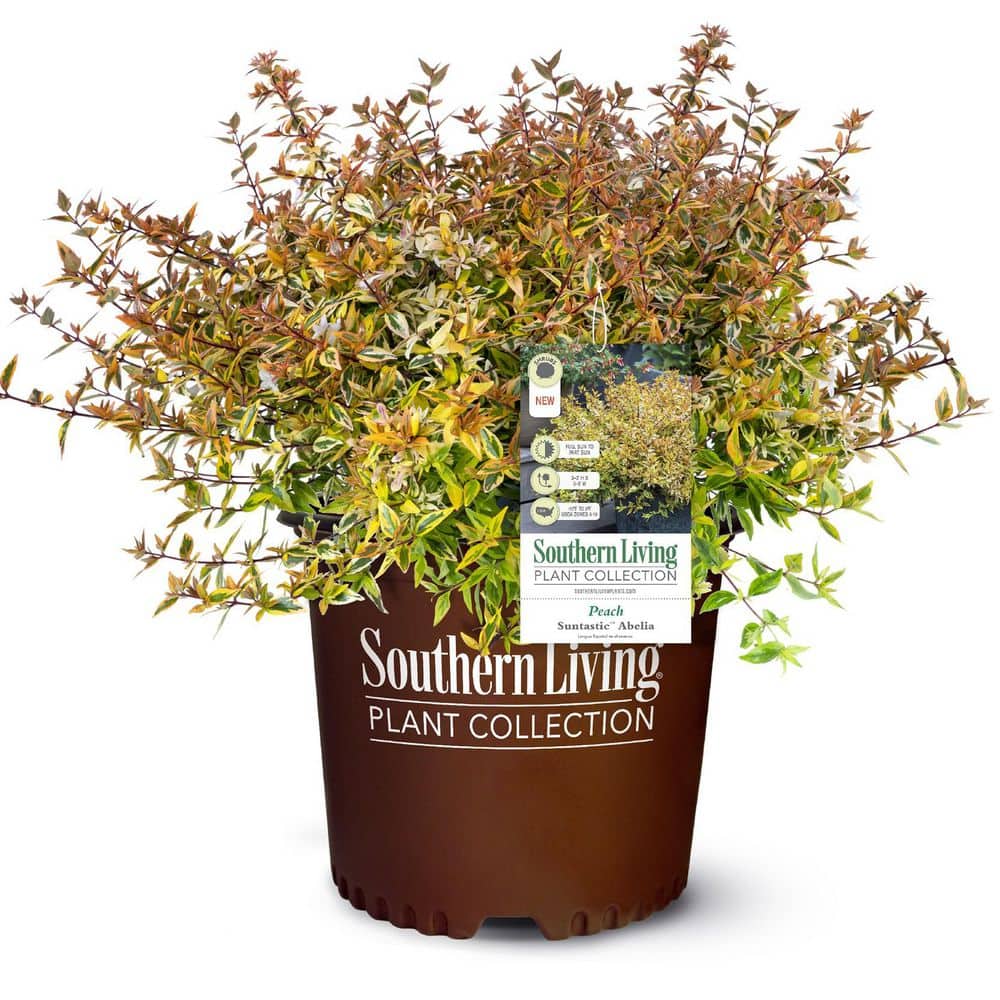 SOUTHERN LIVING 2 Gal. Suntastic Peach Abelia with Petite White
