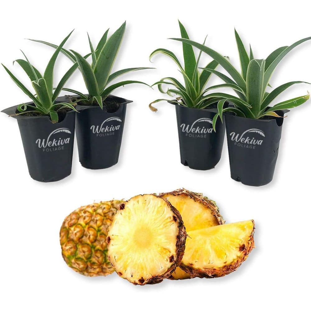 Juicy Pineapple Plant-4 Live Tissue Culture Starter Plants-Ananas Comosus-Edible Fruit Tree for The Patio price history on PriceWatchPro