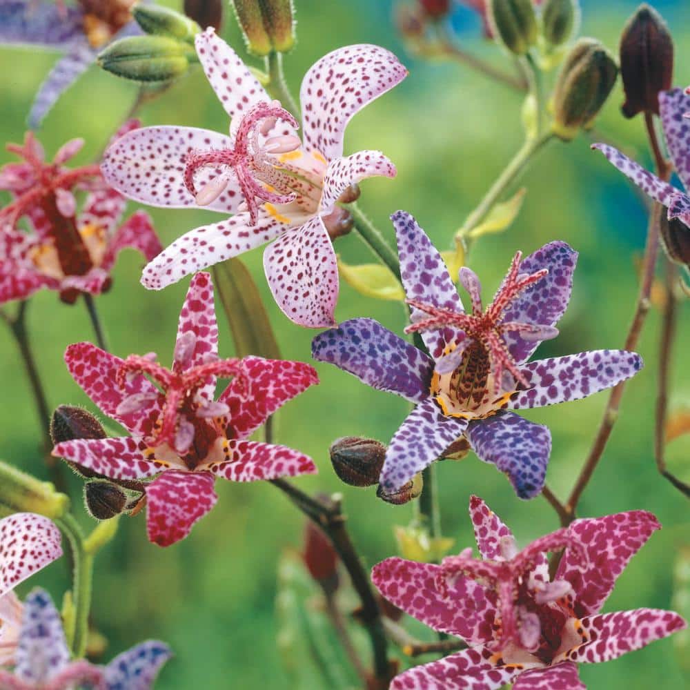 Enchanted Garden Multicolor Toad Lily Mix, 24" Tall Perennials, 3-Pack