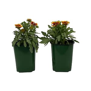 2.5 Qt Gaillardia Spin Top Yellow Touch in Grower's Pot (2-Packs)