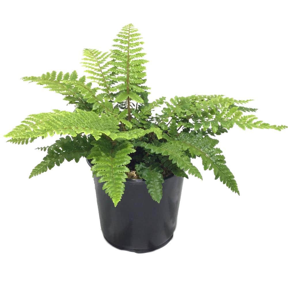 Tassel Fern (Live Plant)