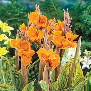 Pretoria Giant Variegated Canna Lily Dormant Flowering Bare Root Bulbs (3-Pack)