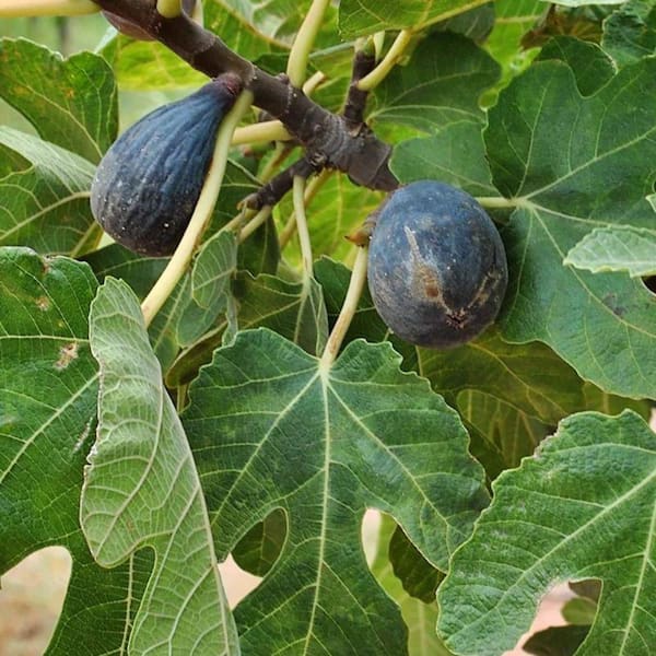 5 Gal. Dwarf Beer's Black Fig Tree