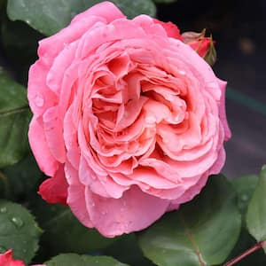 4.5 in. Quart, Reminiscent Coral Rose (Rosa), Live Plant, Shrub, Pink Flowers