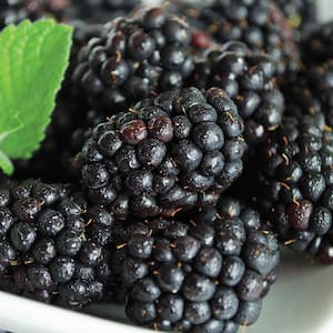 1 Gal. Pot, Black Magic Blackberry Bush, Live Potted Deciduous Fruit Bearing Plant (1-Pack)