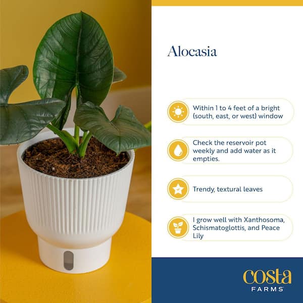 Costa Farms Grower's Choice Indoor Alocasia Elephant Ear Plant in 10 in. White Decor Planter, Avg. Shipping Height 1-2 ft. Tall