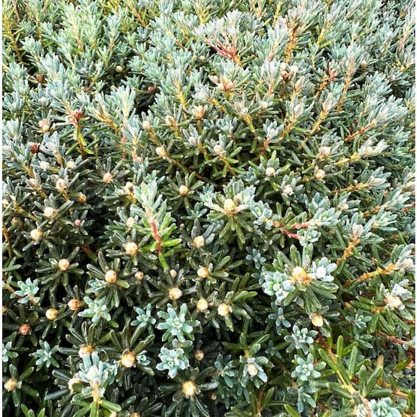 thuja occidentalis gegen warzen SPA01 Verrusan Warzentinktur (Thuja) 10 ml äußerlich bei Warzen main image 0