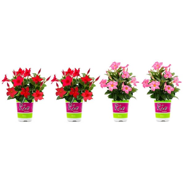 Rio 1.5 Pint Dipladenia Flowering Annual Shrub with Red and Pink Flowers (4-Pack)