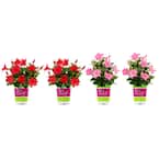 1.5 Pint Dipladenia Flowering Annual Shrub with Red and Pink Flowers (4-Pack)