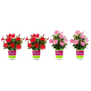 1.5 Pint Dipladenia Flowering Annual Shrub with Red and Pink Flowers (4-Pack)