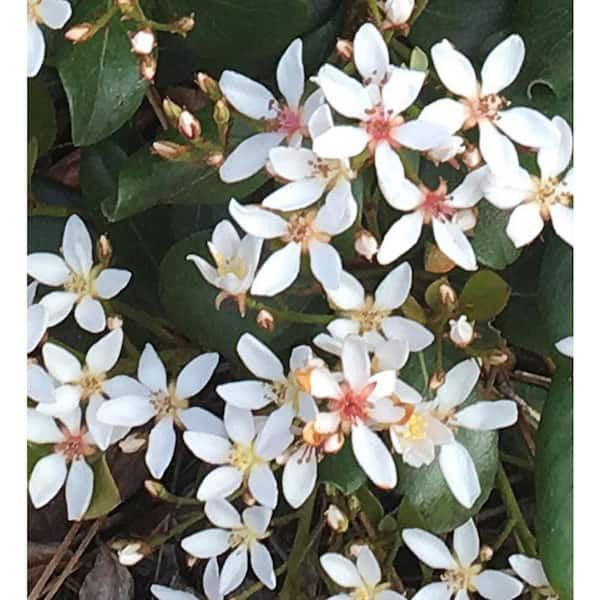 SOUTHERN LIVING 2 Gal. Clean Sweep Snowbank Indian Hawthorn - Live