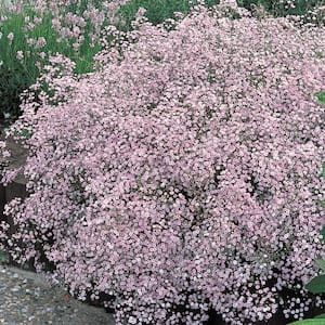Pink Baby's Breath (Gypsophilia) Live Bareroot Perennial Plant Pink Flowers (2-Pack)