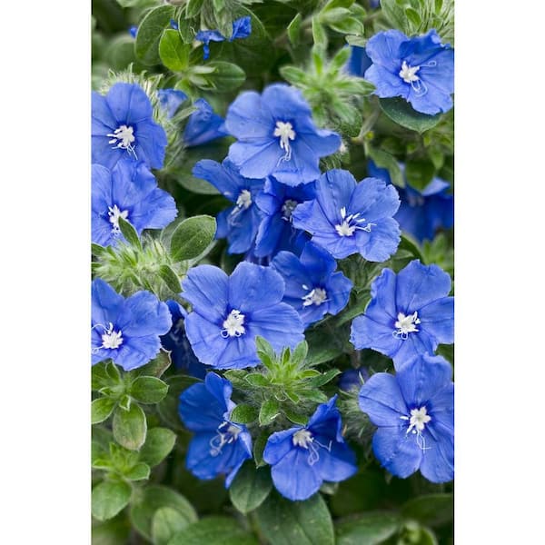 PROVEN WINNERS Blue My Mind Dwarf Morning Glory (Evolvulus) Live Plant, Blue Flowers, 4.25 in. Grande