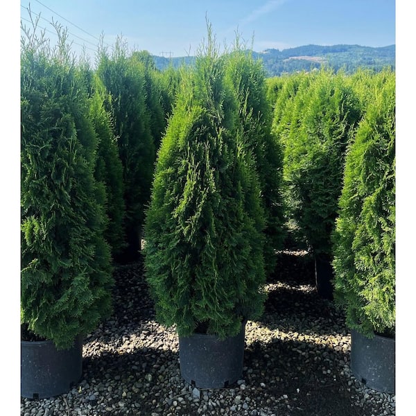 針葉樹　約2m 丸太 6.08 Gal. Emerald Green Arborvitae Thuja Live Evergreen Shrub