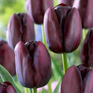 12/ cm, Queen of the Night Single Late Tulip Bulbs (Bag of 25)