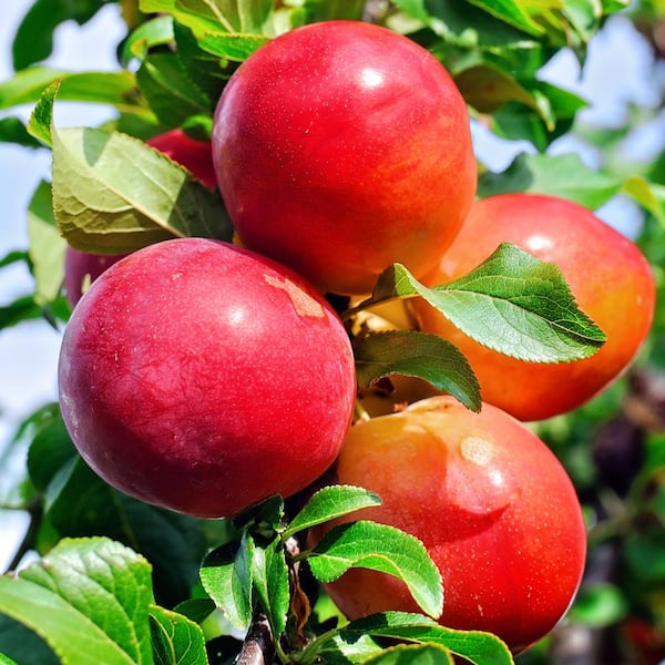 Unbranded Bruce Plum Fruit Tree
