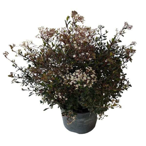 OnlinePlantCenter 3 Gal. Mrs. Schiller's Delight Dwarf Viburnum