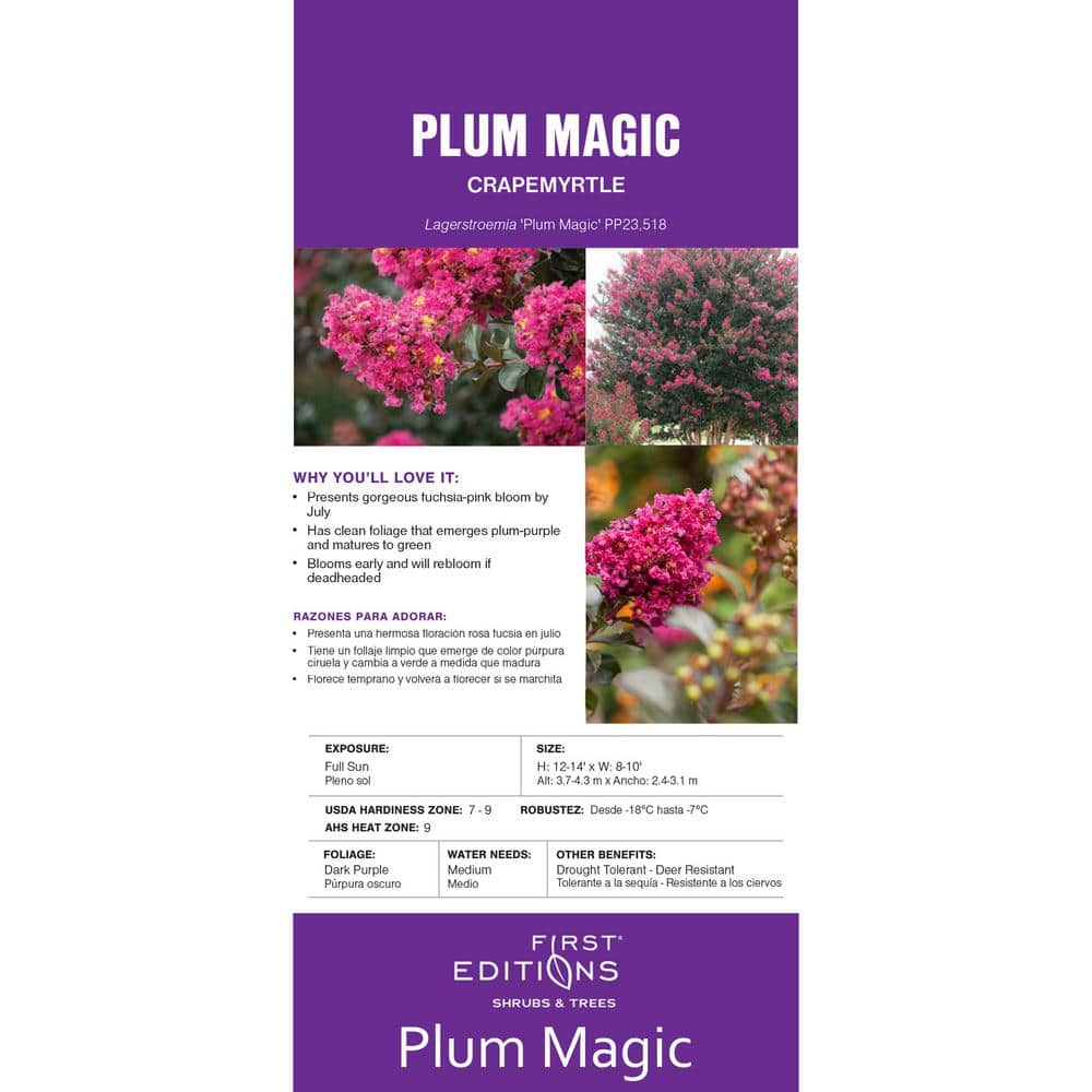 Plum Magic Semi-Dwarf Crape Myrtle with Fuchsia Pink Flowers