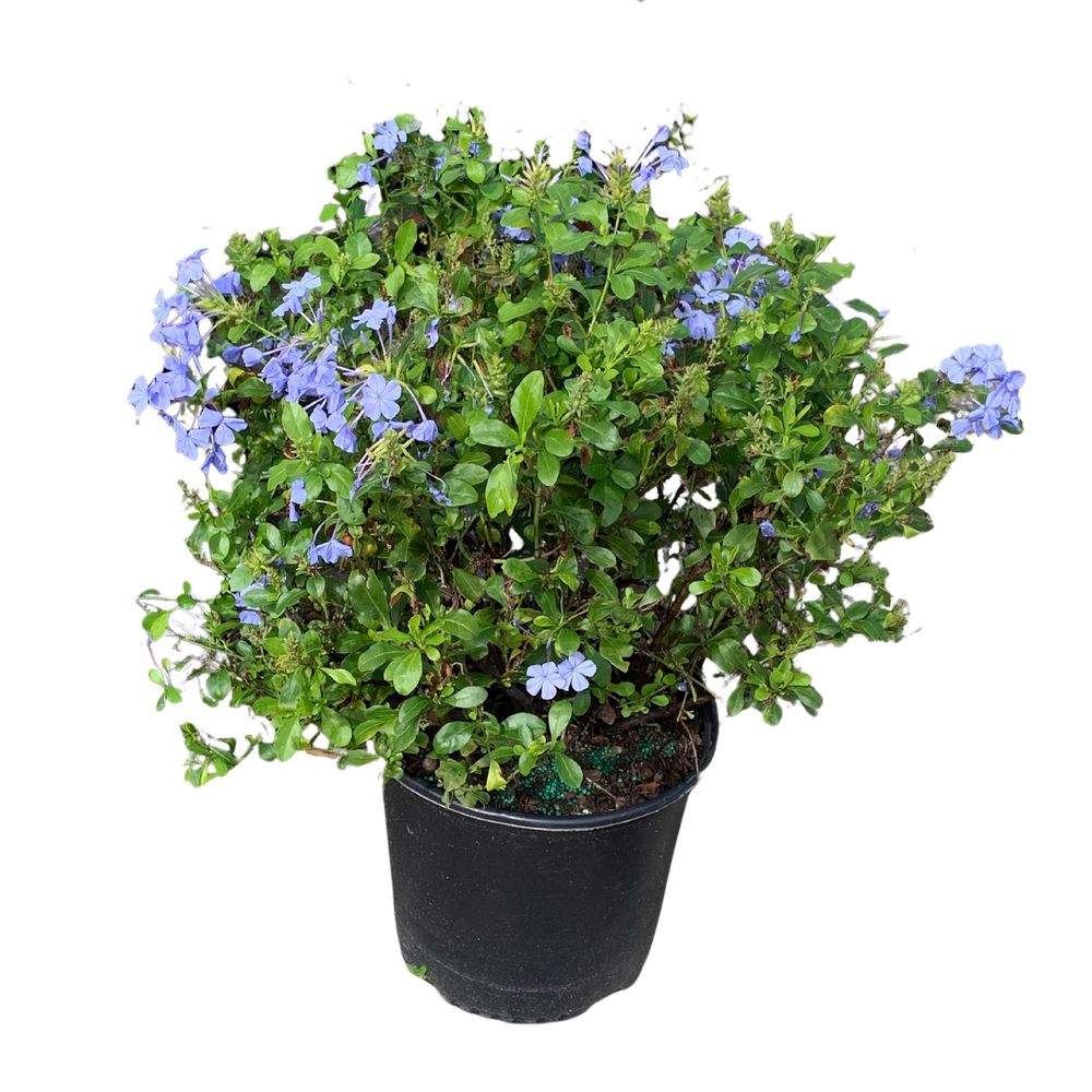 OnlinePlantCenter 3 Gal. Plumbago Imperial Blue Flowering Shrub