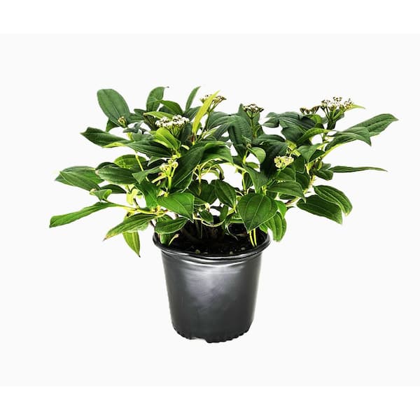 2.25 Gallon Viburnum Davidii Evergreen Shrub with Clusters of White Flowers in Spring/Blue Berries in Winter 1 Each