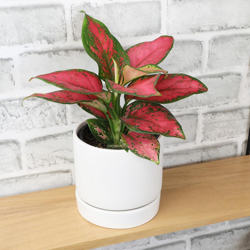 Aglaonema Beauty Pink and Green 18" Indoor Plant in Black Plastic Pot