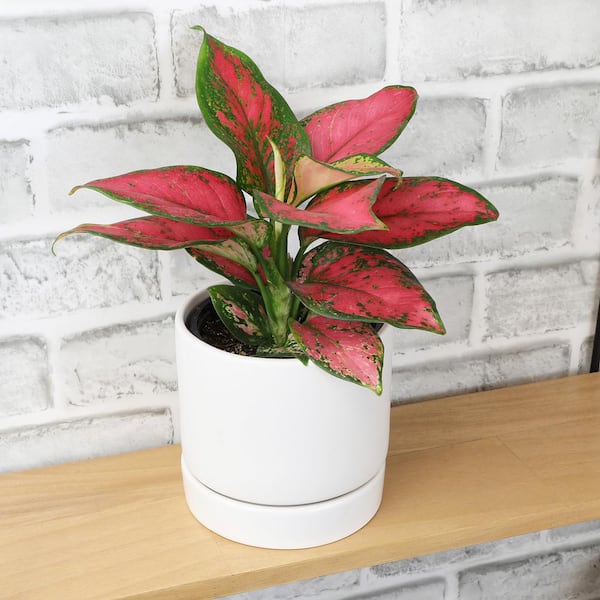 エクセルAglaonema Mulan 🧚🏻‍♂Aglaonema Mulan🧚🏻‍♂ If you are a Disney gal like