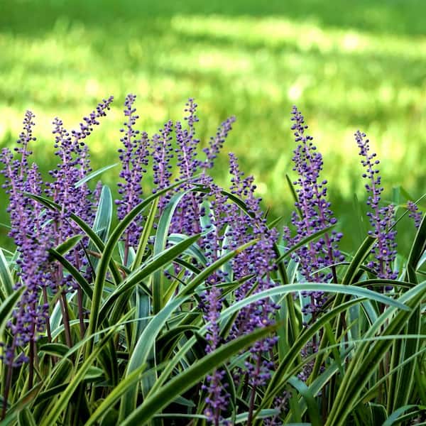 4 in. Variegated Liriope Flowering Shrub With Purple Blooms - 6 Piece