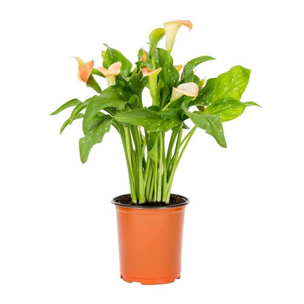 METROLINA GREENHOUSES 2 Qt. Yellow Calla Lily Zantedeschia Hybrid Captain Brunello Perennial Plant