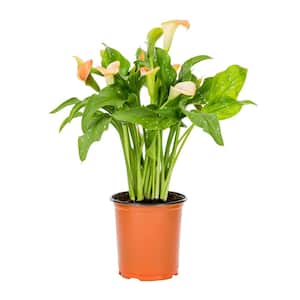 1.5 Pt. Yellow Calla Lily Zantedeschia Hybrid Captain Brunello Perennial Plant