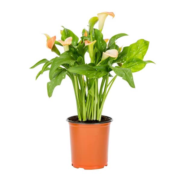 Metrolina Greenhouses 1.5 Pt. Yellow Calla Lily Zantedeschia Hybrid Captain Brunello Perennial Plant
