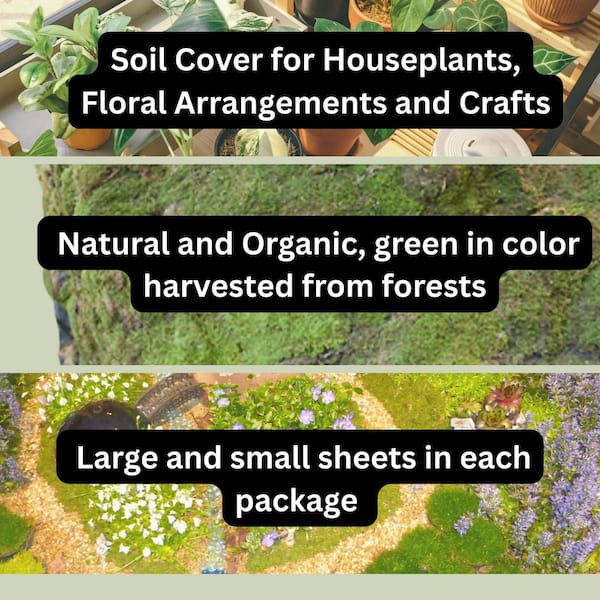 325 sq. in. Sheet Moss Soil Cover