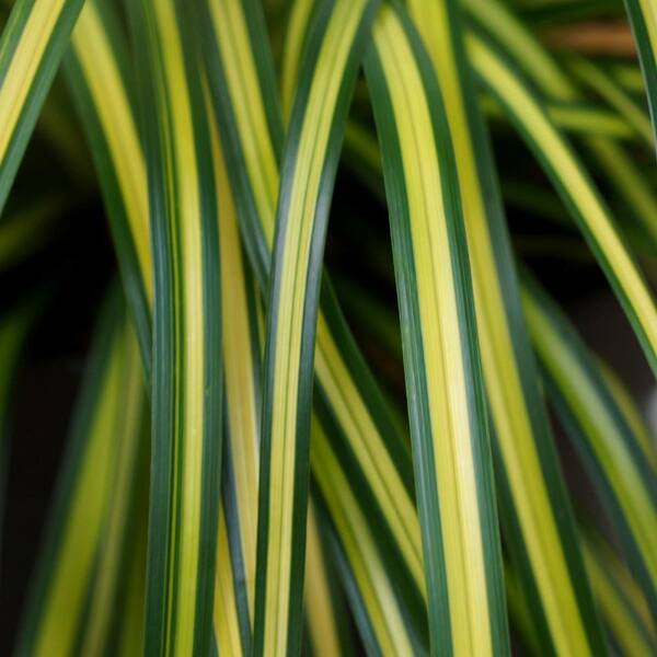 SOUTHERN LIVING 2.5 Qt. Evercolor Eversheen Carex (Sedge Grass