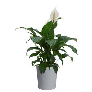 Spathiphyllum, Peace Lily Plant in 9.25 in. Gray Planter