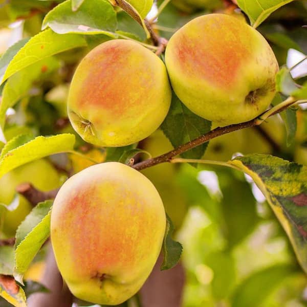 Southern Living 1 gal. Candy Crisp Apple Tree