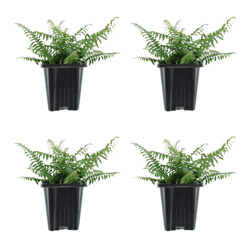 Perennial Polystichum Munitum Sword Fern 1.0 Qt. (4-Pack)