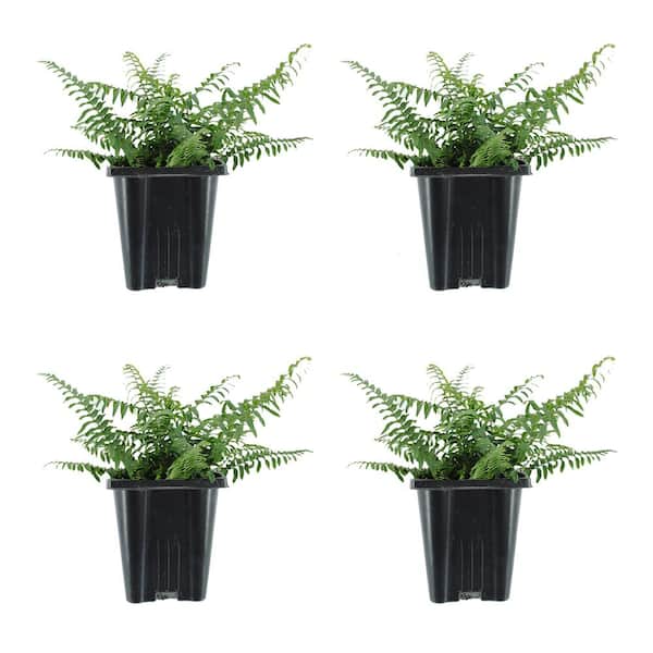 Unbranded Perennial Polystichum Munitum Sword Fern 1.0 Qt. (4-Pack)