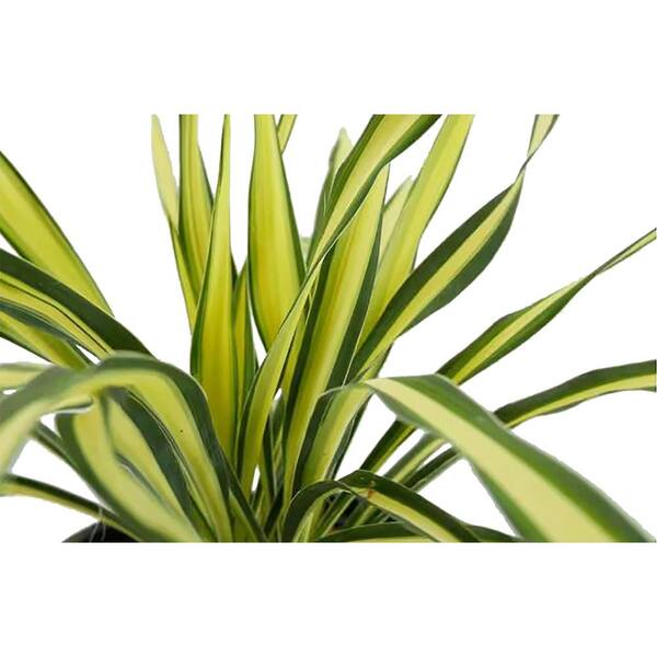 2.5 qt. Perennial Yucca Variegated (2-Pack) 1171 - The Home
